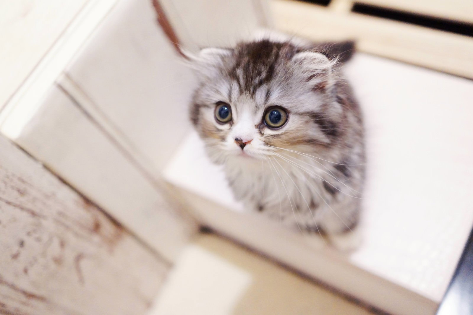 開いた本の間に座る大きな青い目のスコティッシュフォールド