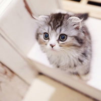 開いた本の間に座るスコティッシュフォールドの写真