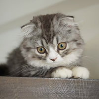 箱の縁から見つめる折れ耳のスコティッシュフォールドの写真