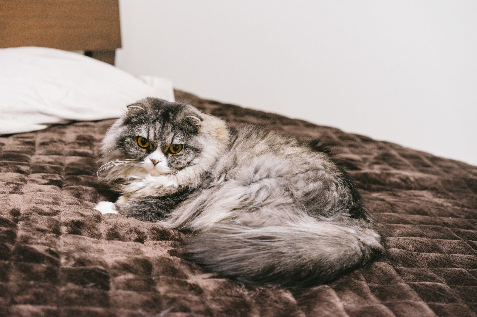 ベッドの上でくつろぐスコティッシュフォールドの猫