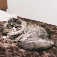 ベッドの上に居座るスコティッシュフォールドの写真