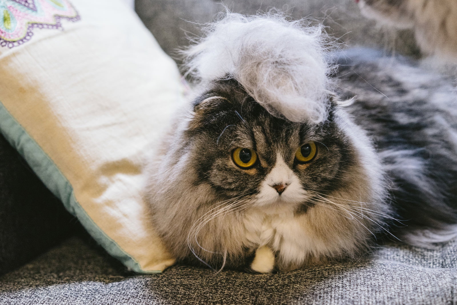 モヒカンヘアのスコティッシュフォールドが睨む