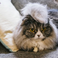 毛玉モヒカン猫の睨む表情、スコティッシュフォールドの写真