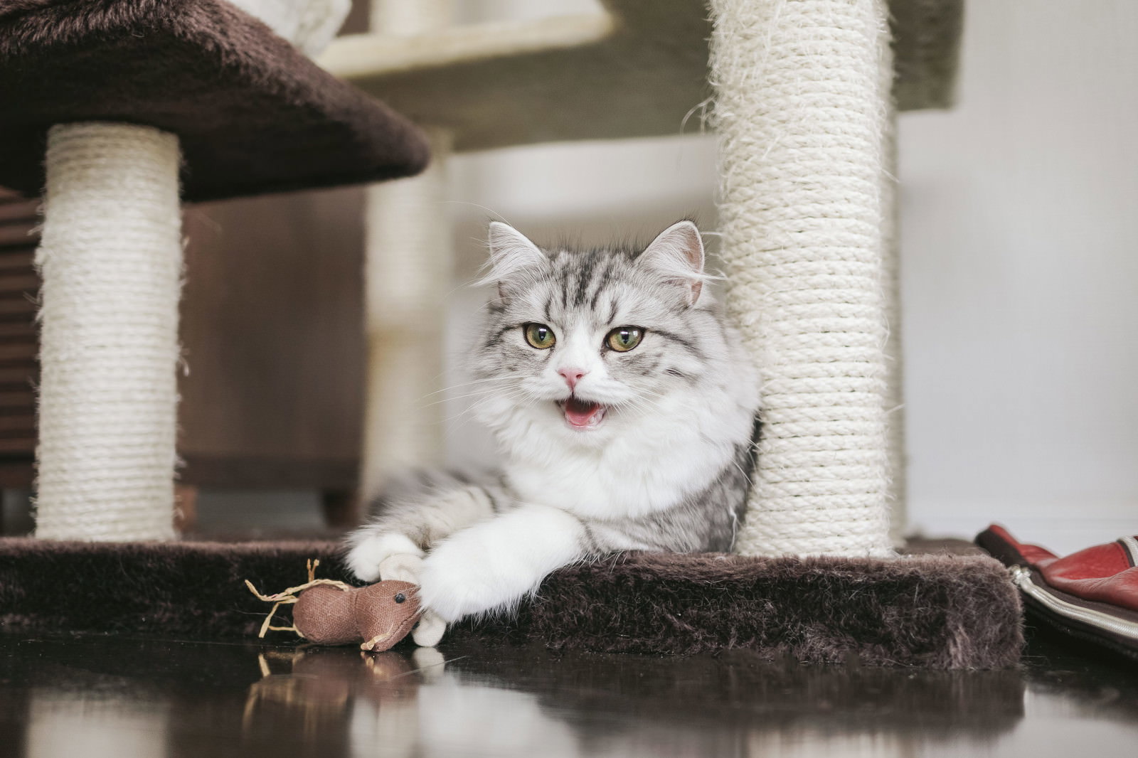 キャットタワーでネズミのおもちゃを持つスコティッシュフォールド