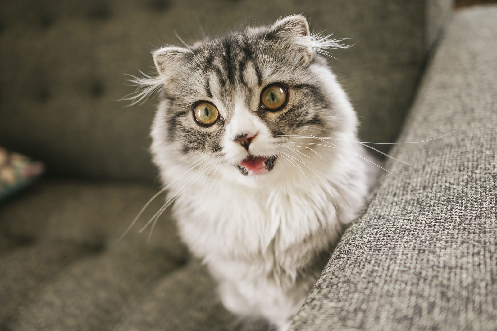 口を開けて息切れするスコティッシュフォールドの猫