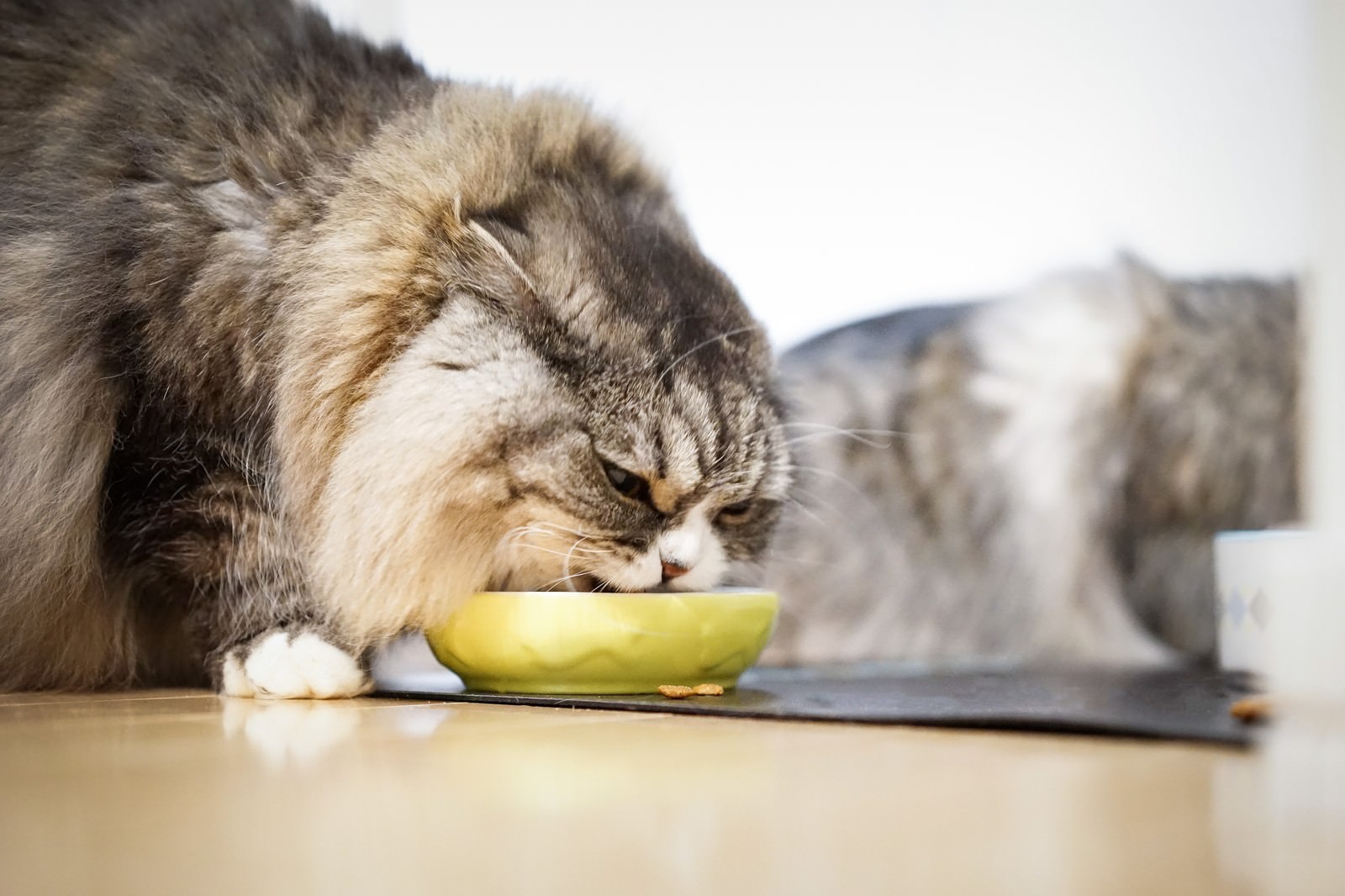 黄色いボウルに顔を近づけて食べるスコティッシュフォールドの猫