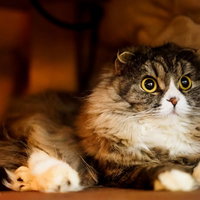 こたつの中からこんにちわにゃ、黄色い瞳のスコティッシュフォールドの写真