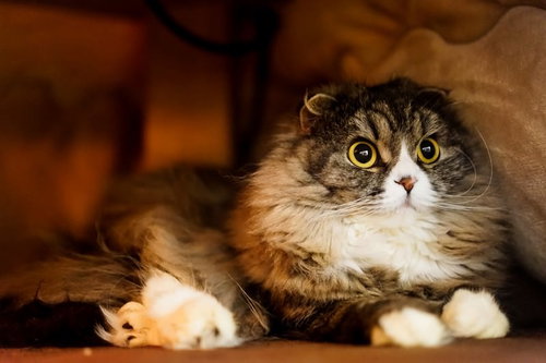 こたつの中からこんにちわにゃ、黄色い瞳のスコティッシュフォールド