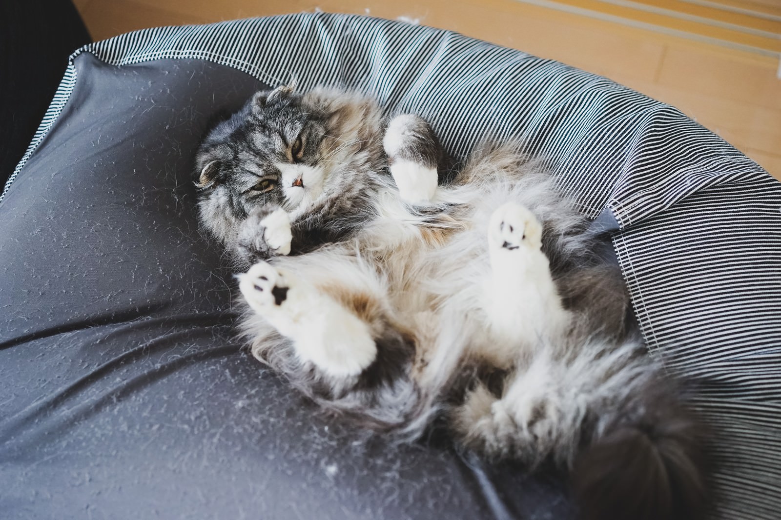 キャットタワーのポールにつかまる長毛猫