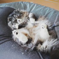 キャットタワーのポールにつかまる長毛猫の写真
