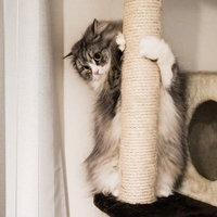 猫タワーにしがみつき怯える表情のメス猫、スコティッシュフォールドの写真
