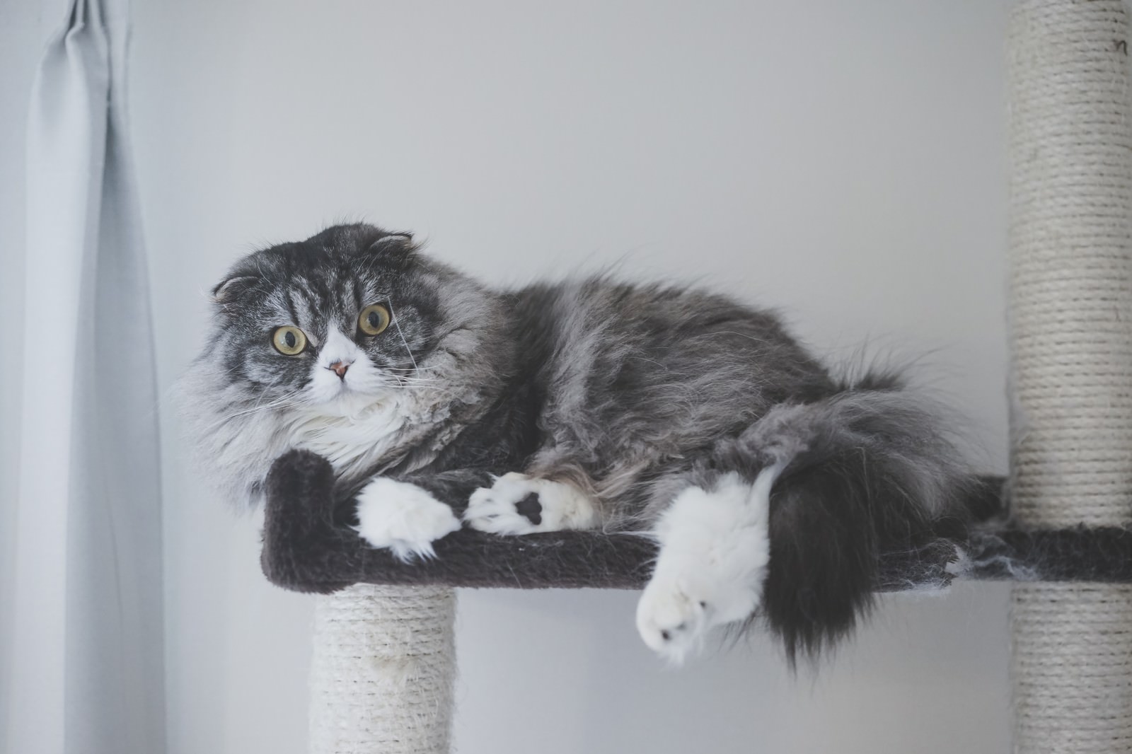 目を丸くしているスコティッシュフォールドがキャットタワーの上に寝そべる
