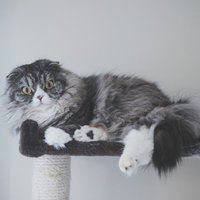 大型のアルゴリズム変動でアフィリエイトサイトが軒並み飛んだ時の猫の写真