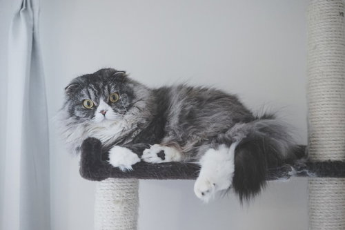 大型のアルゴリズム変動でアフィリエイトサイトが軒並み飛んだ時の猫