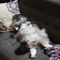 ソファーで爆睡するスコティッシュフォールドのオス猫の写真