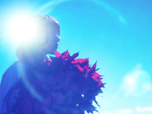 逆光とポインセチアを持った女性の横顔シルエット