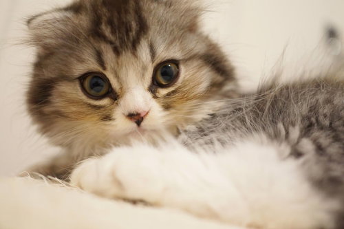 大きな目でこちらを見るスコティッシュフォールド