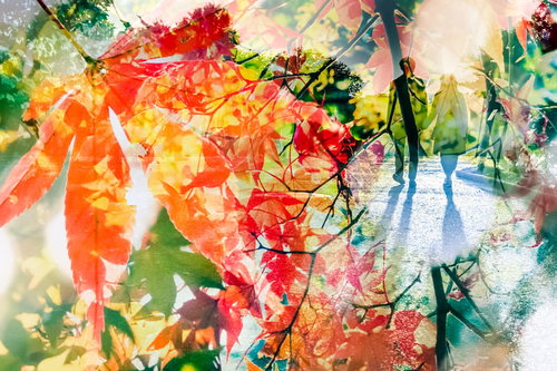 人物と花や植物と道路が透けて重なる多重露光の紅葉写真