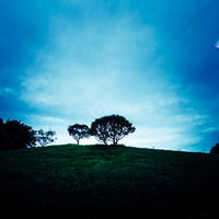 丘に置いた2本の木のシルエットと右上に見える半月の夕暮れの写真