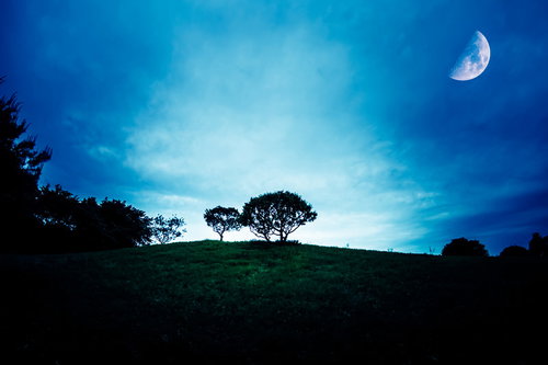 丘に置いた2本の木のシルエットと右上に見える半月の夕暮れ