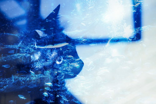 青い液体に浸かった猫の顔と泡が見える合成写真