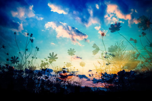 夕焼け空にシルエットで浮かぶコスモスの花を下から見上げた写真