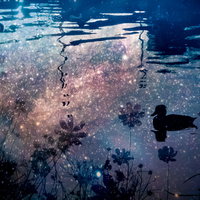 夕暮れの水面に浮かぶ鳥のシルエットと氷の割れ目の写真