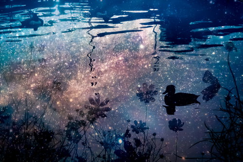 夕暮れの水面に浮かぶ鳥のシルエットと氷の割れ目