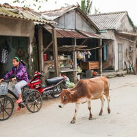 ベトナムのフエ郊外の村に立つ茶色い牛と周辺の風景の写真
