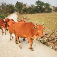 フエ郊外の舗装道路を一列で歩く牛4頭の群れの写真