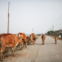 ベトナムのフエ郊外の道路を歩く牛たちの写真