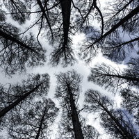 冬の森で下から見上げた木々の構図と枝葉の複雑な交差の写真