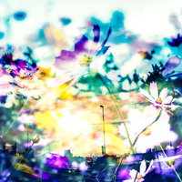 鮮やかなコスモスと都会のフォトモンタージュの写真