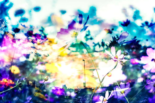 鮮やかなコスモスと都会のフォトモンタージュ