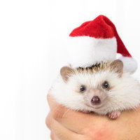 サンタ帽をかぶったハリネズミの写真