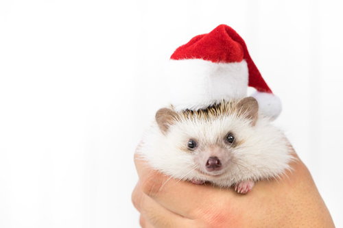 サンタ帽をかぶったハリネズミ