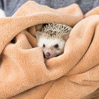 オレンジ色のタオルに包まれた可愛いハリネズミの写真