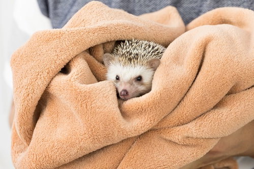 オレンジ色のタオルに包まれた可愛いハリネズミ