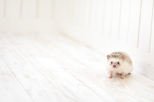 ちょこん。小さな手で立ち上がるハリネズミ