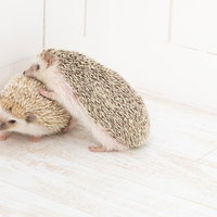 白い床で寄り添い戯れるハリネズミ2匹の親密な行動の写真