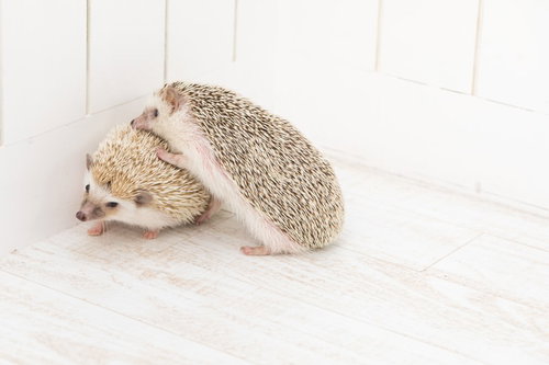 白い床で寄り添い戯れるハリネズミ2匹の親密な行動