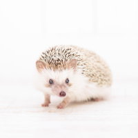白い背景でよちよち歩くハリネズミ、愛らしい小動物のペットの写真