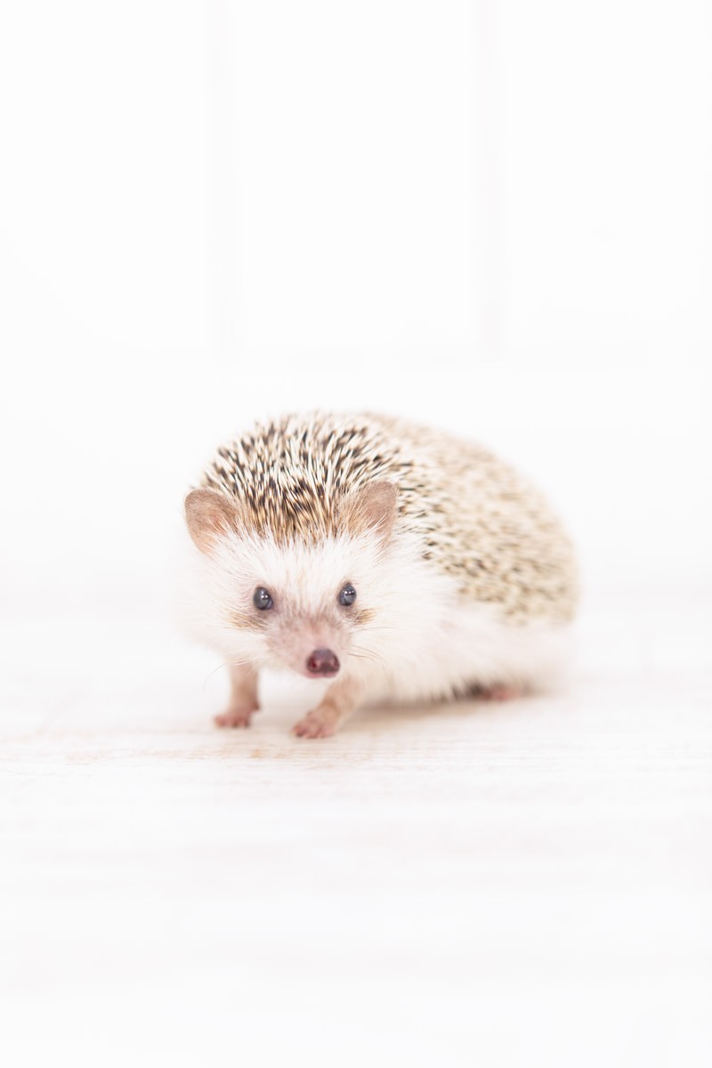 白い背景でよちよち歩きをする茶色と白の針毛のハリネズミ