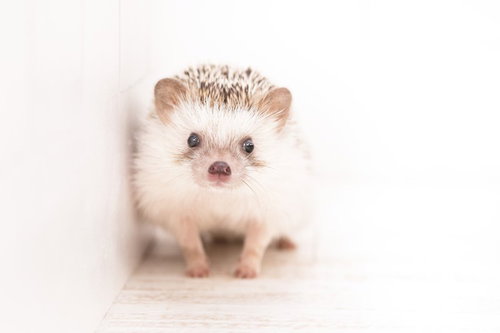 見ているだけで癒されるハリネズミ
