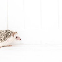 白い背景に映るハリネズミの横顔とトゲの質感の写真