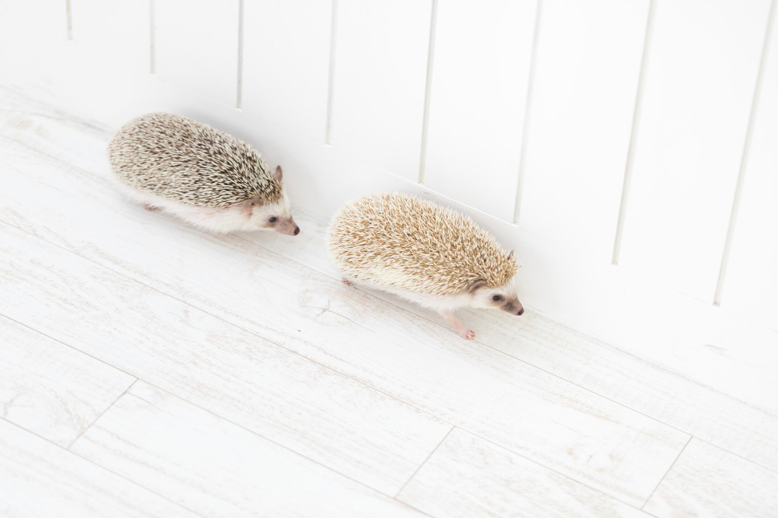 白い背景の上で2匹のハリネズミが仲良く並んで歩いている