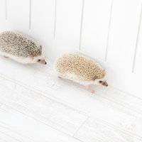 メスの後を歩くオスのハリネズミ、白背景での仲良し2匹の写真
