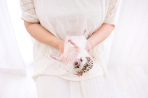 寝起きで手のひらから暴れるハリネズミの可愛い仕草