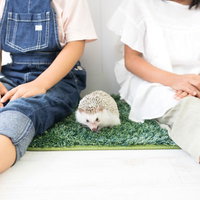私たちの家族の一員、ハリネズミとの時間を大切にする日々の写真
