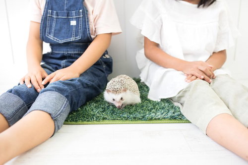 私たちの家族の一員、ハリネズミとの時間を大切にする日々